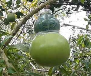 Video: Xâm nhập thủ phủ đào tiên hồ lô Tài - Lộc - Thọ Tết nào cũng cháy hàng