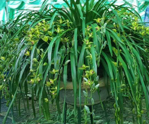 Khu vườn 'huyền thoại' ở Lào Cai, mỗi năm chỉ thu 1 lần 20 tỷ