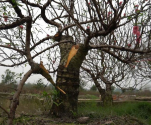 Ảnh: Hàng trăm gốc đào trị giá hơn nửa tỷ bị phá hoại trong đêm
