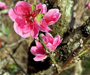 Đào 'má hồng' Đà Lạt được thuê chưng Tết giá 30 triệu đồng