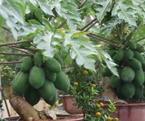 VIdeo: Đu đủ bonsai giá hàng triệu đồng bán dịp Tết