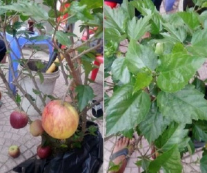 Hí hửng tậu được chậu táo lùn vừa độc vừa lạ để chơi Tết, cô nàng chưng hửng khi thấy cành nở ra ..hoa dâm bụt