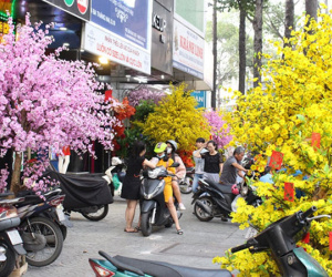 Mai, đào giả giá tới hàng chục triệu đắt hàng ở Sài Gòn