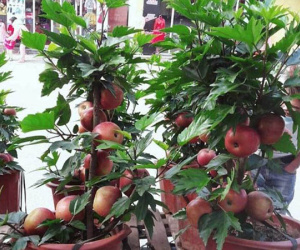 'Siêu phẩm' chỉ người Việt mới nghĩ ra: Táo trĩu quả trên cây dâm bụt