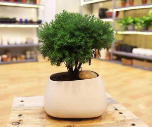 Tuổi nào trồng giống đó, 12 loại cây phong thủy đặt đâu cũng lộc vào tấp nập
