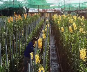 Video: Vườn lan hơn 20.000 m2 ở Sài Gòn tất bật trước Tết
