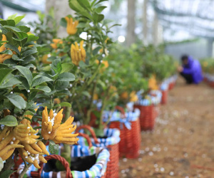 Lạ kỳ 'bàn tay Phật' trên chậu cây mini, anh nông dân thu tiền tỷ