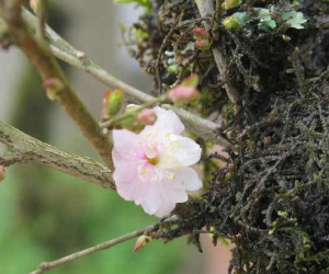 Nhất chi mai cổ đầy rêu mốc: Hàng hiếm, chắc giá 50 triệu