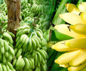 Nửa triệu đồng một buồng chuối dịp Tết