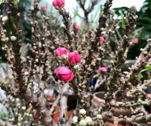 Thực hư đào mini Trung Quốc ngập chợ Việt hét giá tiền triệu