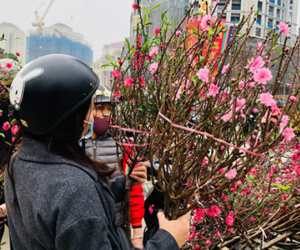 Cành đào nhỏ đắt hàng trước Tết