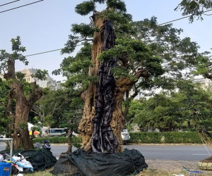 Cây me cổ thụ 300 tuổi, 'hét giá' 2 tỷ ở Hội hoa xuân Sài Gòn