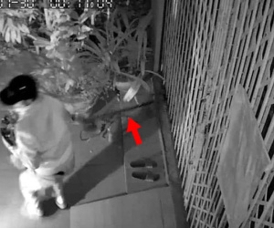 Chọn nhầm nhà để ăn trộm, kẻ gian bỗng dưng phải còng lưng bê vác rồi bất lực bỏ lại chậu mai