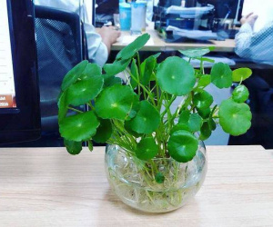 12 loại cây phong thủy mang lại may mắn trong năm 2019 tương ứng với 12 con giáp