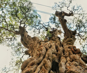 Cây me hơn 300 năm tuổi giá 2 tỷ đồng ở Sài Gòn