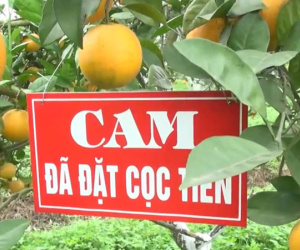 Cam 'tiến Vua' 100 ngàn/quả: Khắp Thành Vinh có tiền mua không nổi