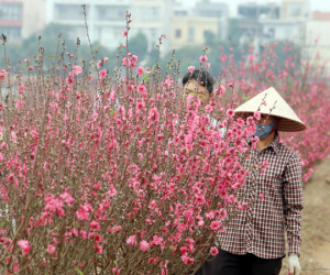 Nắng nóng bất thường sát Tết, đào Nhật Tân 'bung lụa' khiến nông dân ngậm ngùi