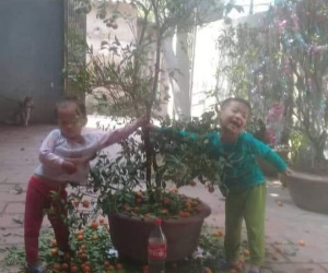 Chuyện bi hài ngày Tết của gia đình có con nhỏ: Bố mẹ hào hứng mua cây quất chơi Tết, con ra sức hái sạch