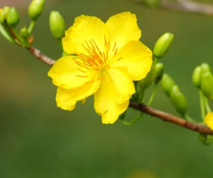 Lời chúc mừng năm mới Tết Kỷ Hợi 2019 hay, xúc động và ý nghĩa nhất