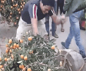 Nhất định không bán cho khách với giá rẻ, người đàn ông cầm dao chặt quất cảnh giữa chợ