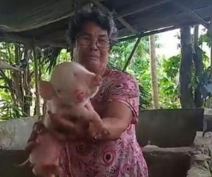 Heo 2 đầu, 3 mắt gây xôn xao