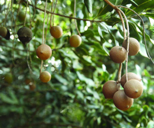 Sự thật về loại hạt nhiều gia đình bày trong khay mứt Tết: vì sao lại là đắt nhất thế giới