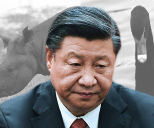 Thiên nga đen và tê giác xám: Hai mối lo Trung Quốc phải đối mặt trong năm 2019