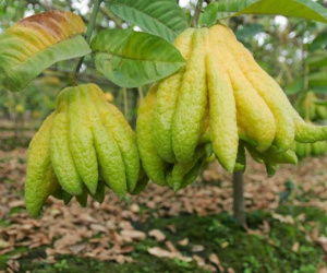 SỰ THẬT bất ngờ về quả phật thủ nhà nào cũng thờ: Người không ăn được tại sao dâng cúng tổ tiên?