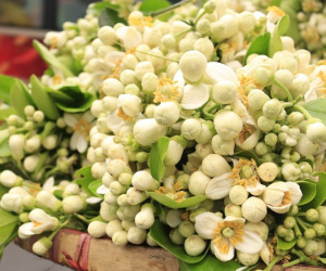 Đào phai, mai tàn, dân Hà thành chơi hoa bày đĩa nửa triệu/kg
