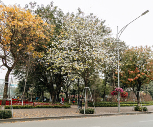 Hà Nội đẹp đến nao lòng mùa cây thay lá, màu vàng nên thơ phủ khắp phố phường
