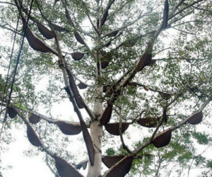 Đi tảo mộ ngày rằm gặp tổ ong 'khủng', hàng chục người bị ong đốt phải nhập viện