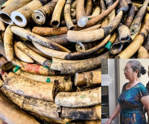 Trùm buôn lậu ngà voi người Trung Quốc nhận án tù giam 15 năm ở Tanzania