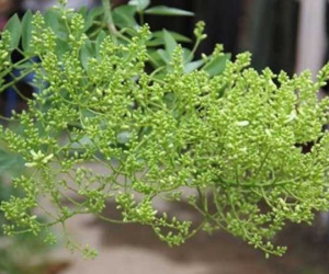 Không muốn bị hao tốn tiền của, xui xẻo liên miên, chớ trồng những loại cây này trong nhà