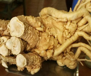 Sự thật không thể ngờ về thần dược rễ đinh lăng 'bổ hơn sâm'