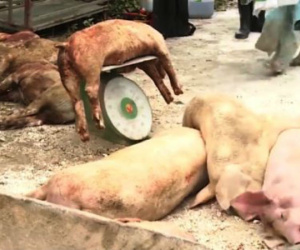 TP HCM cấp tập ngăn dịch tả lợn châu Phi