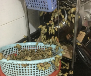 Được tặng món đặc sản nhưng quên không ăn, sáng ra cô gái trẻ rùng mình với cảnh tượng kinh hoàng trên bàn bếp