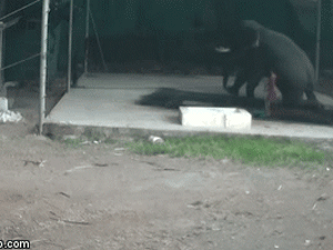 Video: Trượt chân ngã, người đàn ông bị voi khổng lồ ngồi đè chết thảm
