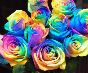 Video: Hoa hồng bảy sắc dành cho cộng đồng LGBT dịp 8/3