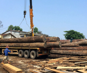 Lái xe bị hàng tấn gỗ tràn xuống đè tử vong