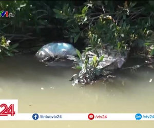 Video: Lợn chết bị lén vứt xuống suối - nguy cơ bùng phát dịch bệnh