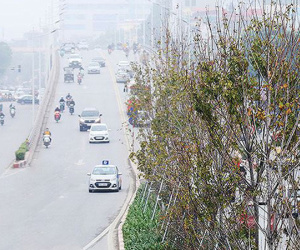 Cây phong trồng tại Hà Nội: Vì sao lá không đỏ?