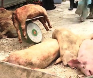 Giá heo hơi giảm mạnh sau khi dịch tả châu Phi lan sang 13 tỉnh