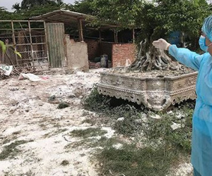 Dịch tả lợn châu Phi lan nhanh, chưa có dấu hiệu dừng lại