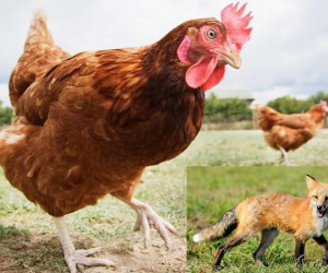 KHÓ TIN: Đàn gà tại Pháp đồng tâm hiệp lực mổ chết Cáo
