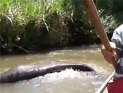 Video: Hoảng hồn đụng độ trăn khủng Anaconda trên sông Amazon