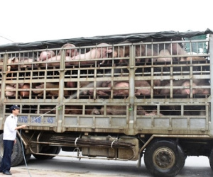 NÓNG: Dịch tả lợn châu Phi lan đến Nghệ An
