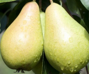 3 nguyên nhân gây phì đại tinh hoàn