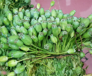 Rủ nhau trồng thuốc phiện trên nương để bán