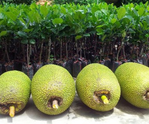 Thương lái Trung Quốc ồ ạt gom mua mít Thái