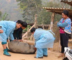 Dịch tả lợn châu Phi: Khóc đỏ mắt nhìn chôn con lợn to như con nghé